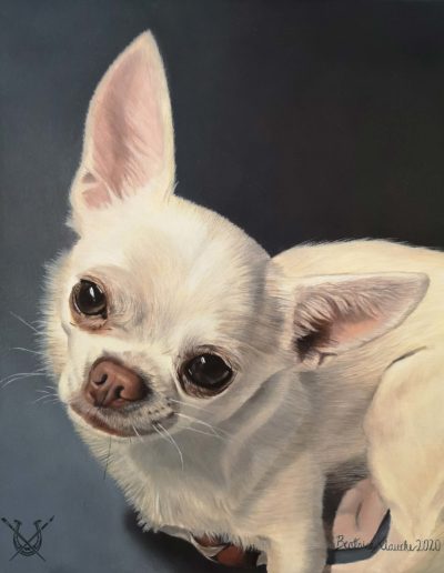 Chihuahua 'Varja'